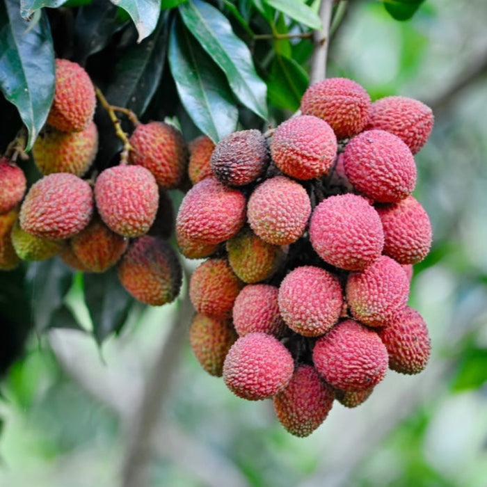 Lychee Tree 'Mauritius'