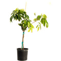 Lychee tree with glossy leaves and clusters of rough pink-red fruit (view 3)