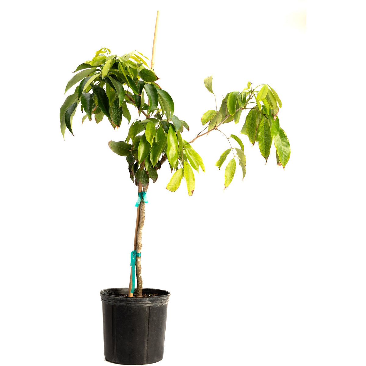 Lychee tree with glossy leaves and clusters of rough pink-red fruit (view 3)