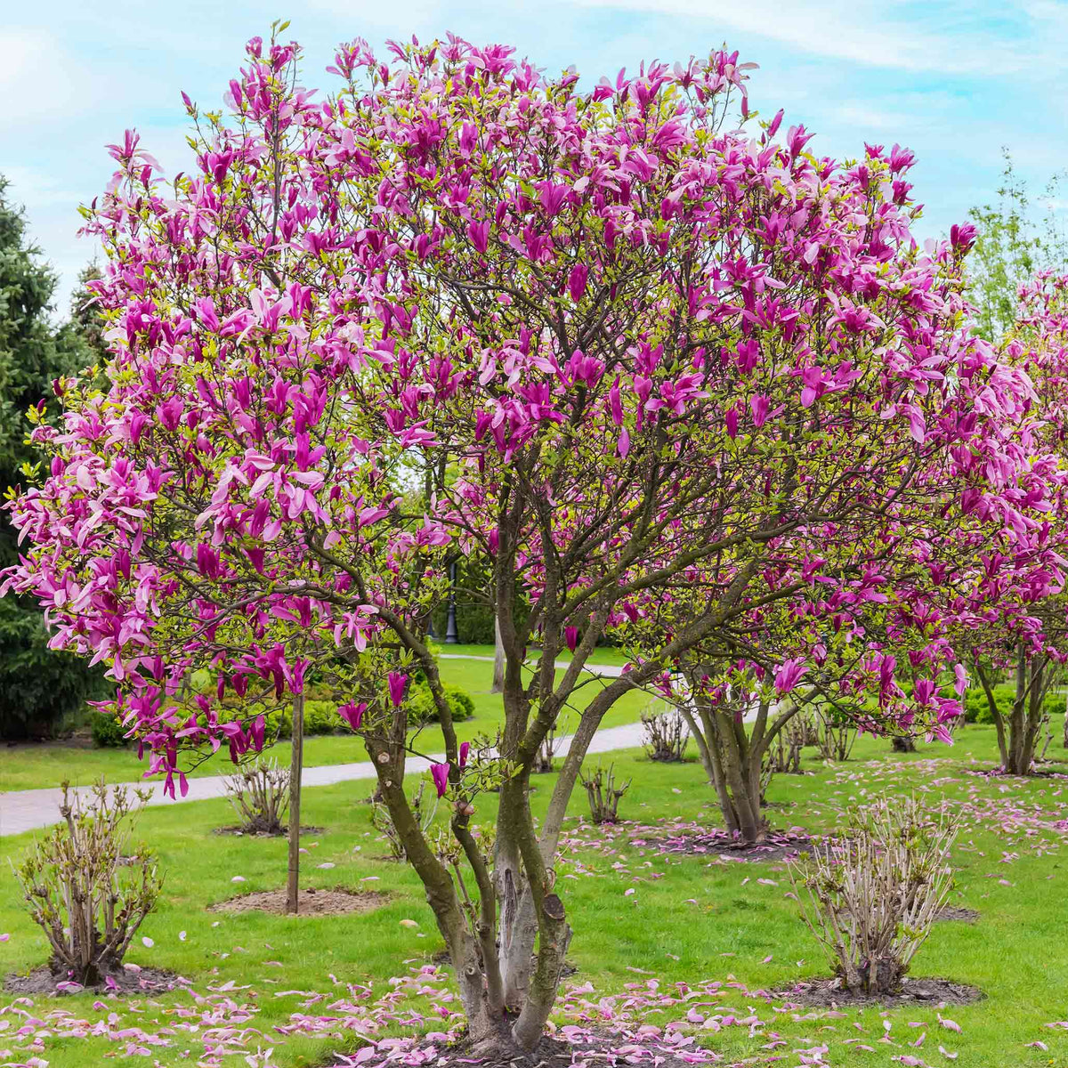 Magnolia with tulip-shaped reddish-purple flowers on bare branches