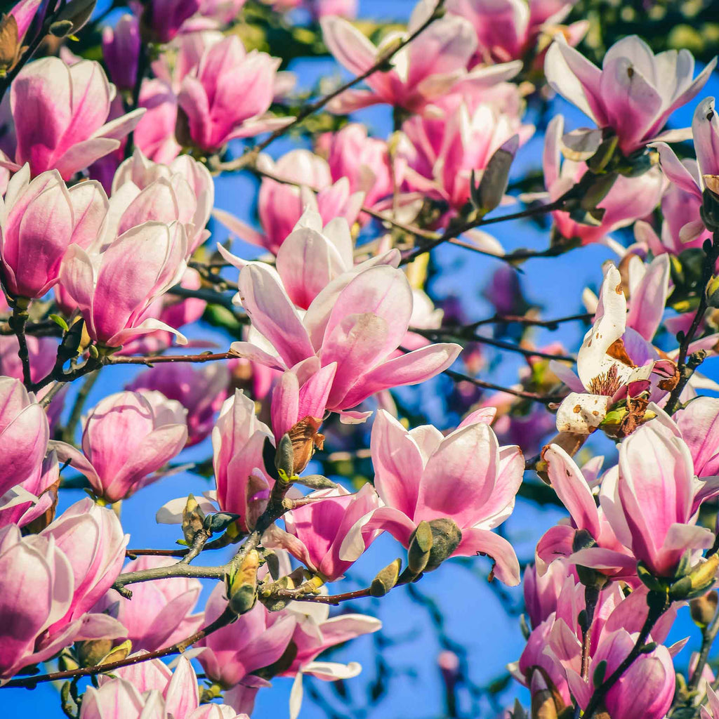 Magnolia with tulip-shaped reddish-purple flowers on bare branches (view 2)
