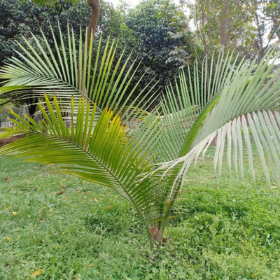 Majesty Palm