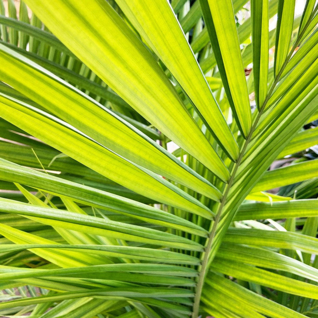 Tall majesty palm with long arching feathery green fronds (view 2)
