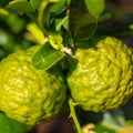 Makrut lime tree with glossy double hourglass-shaped leaves