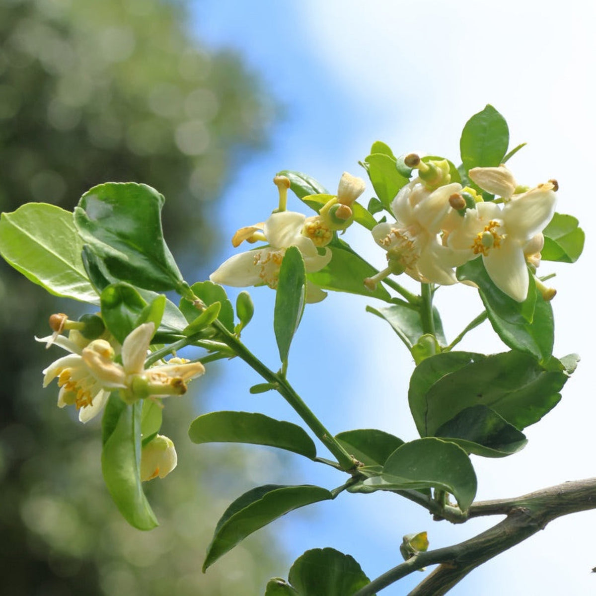 Makrut lime tree with glossy double hourglass-shaped leaves (view 3)
