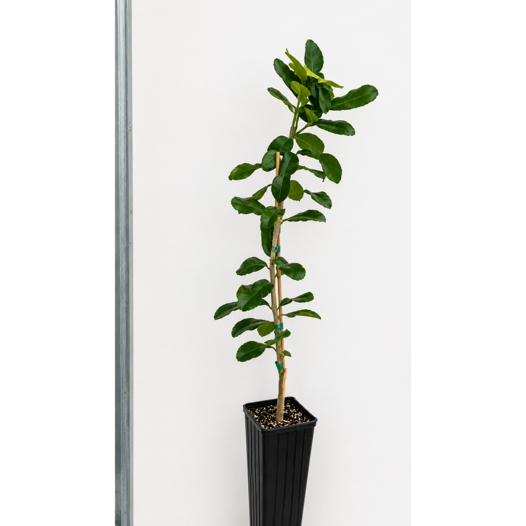 Makrut lime tree with glossy double hourglass-shaped leaves (view 4)