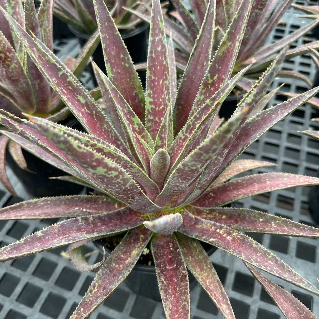 Compact succulent rosette of green leaves heavily spotted in deep red (view 3)