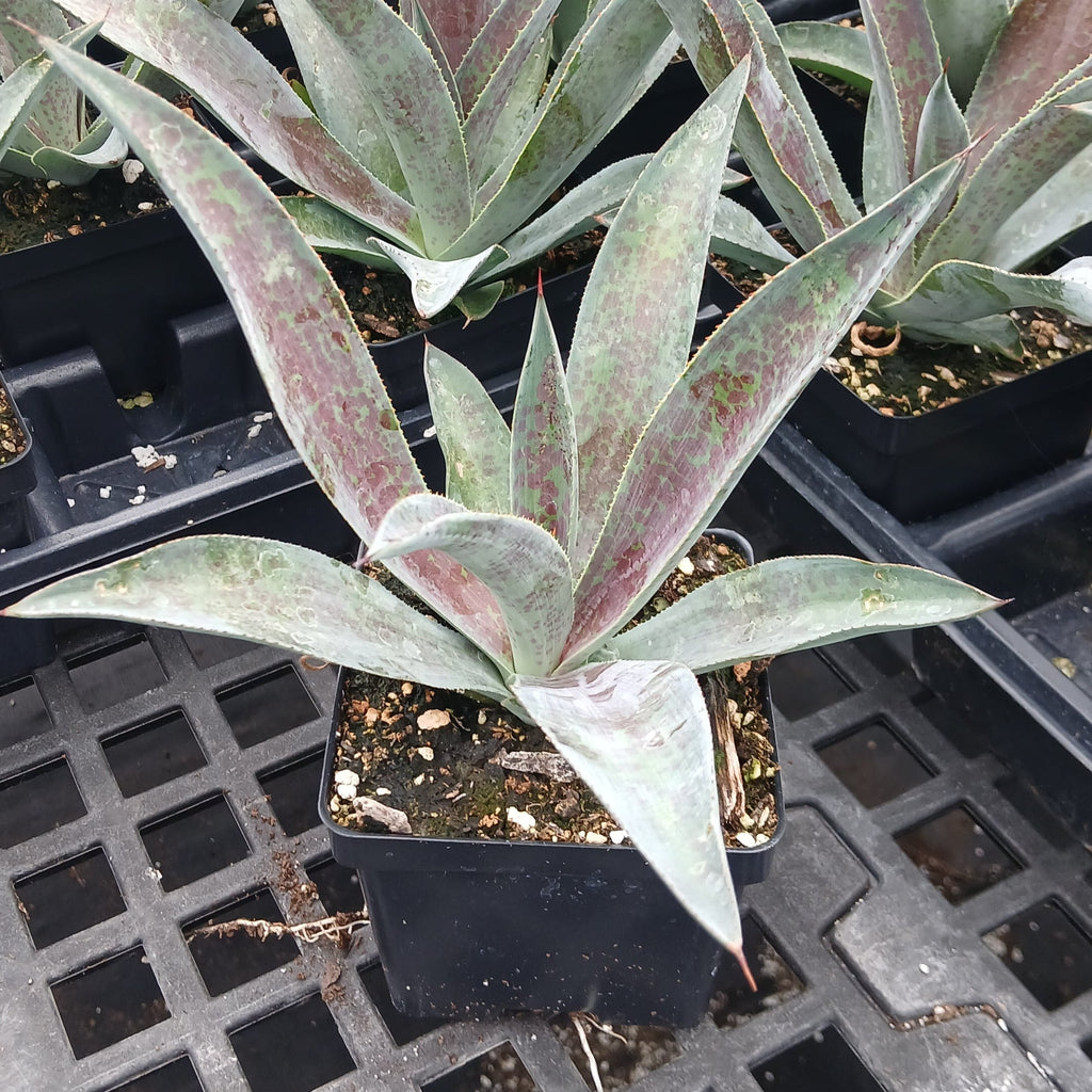Low succulent rosette of broad wine-red leaves (view 2)