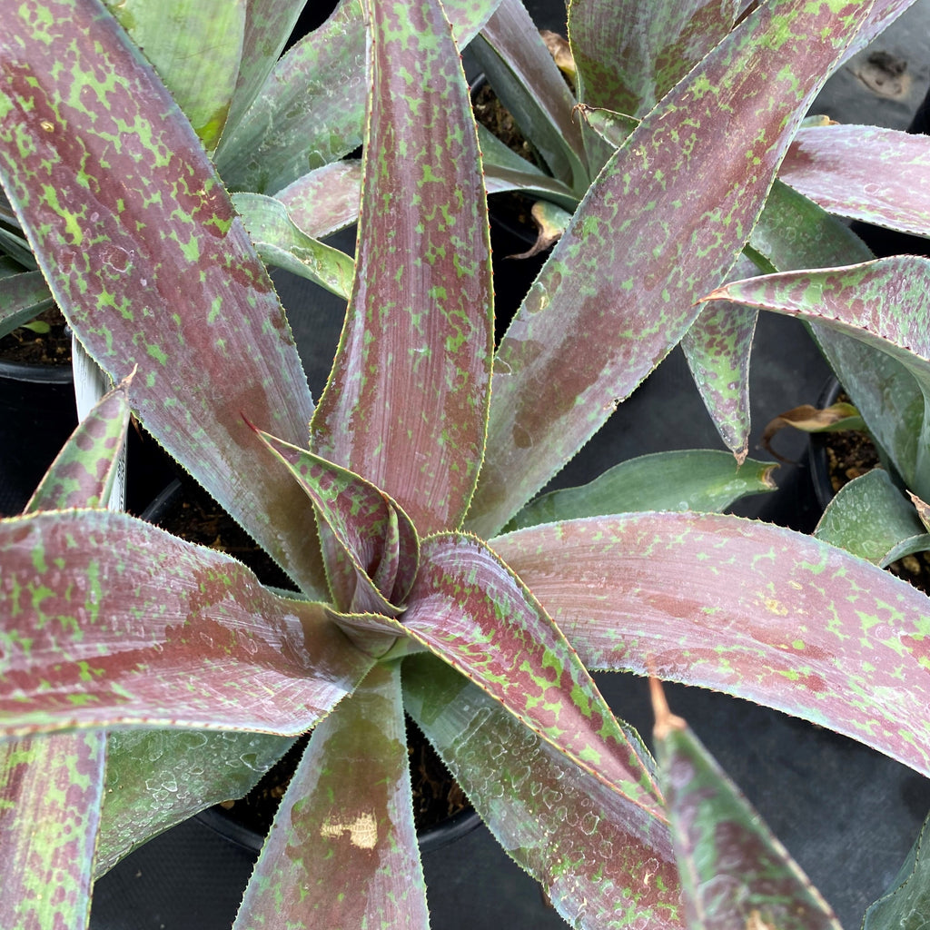 Low succulent rosette of broad wine-red leaves (view 3)