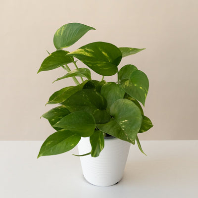 Marble Pothos 'Summer Nights'