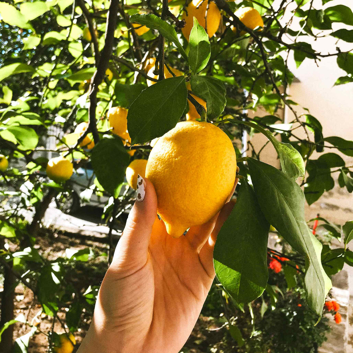 Meyer lemon tree with glossy leaves and round golden lemons
