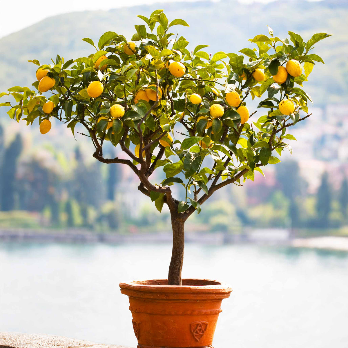 Meyer lemon tree with glossy leaves and round golden lemons (view 2)