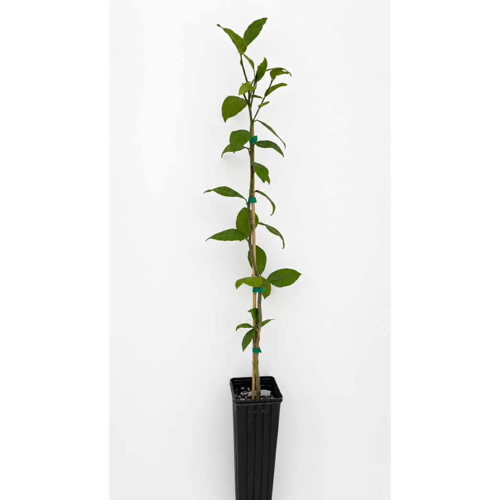 Meyer lemon tree with glossy leaves and round golden lemons (view 5)