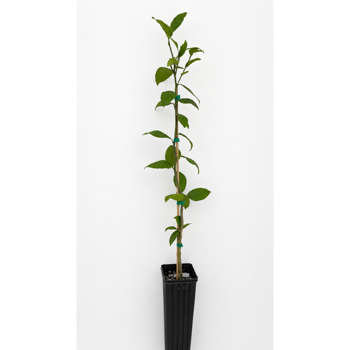 Meyer lemon tree with glossy leaves and round golden lemons (view 5)