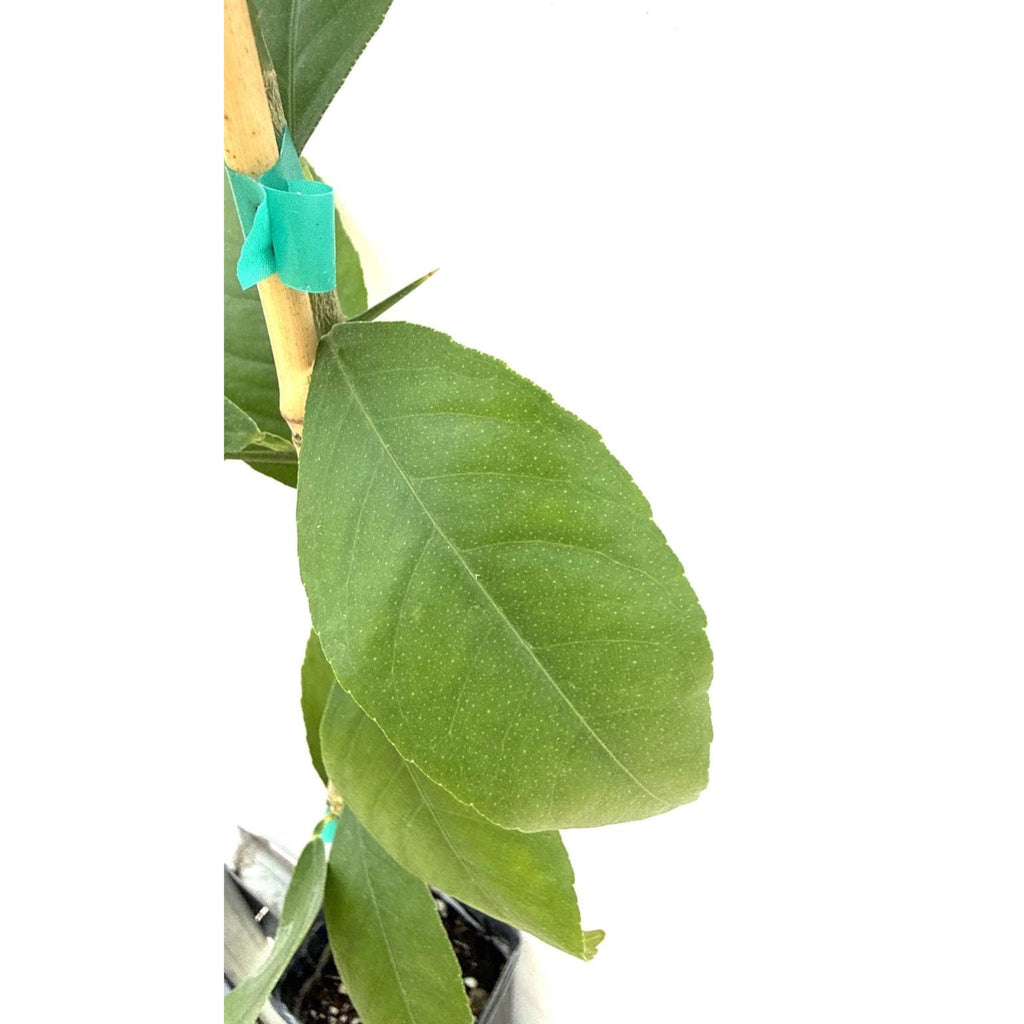 Meyer lemon tree with glossy leaves and round golden lemons (view 6)