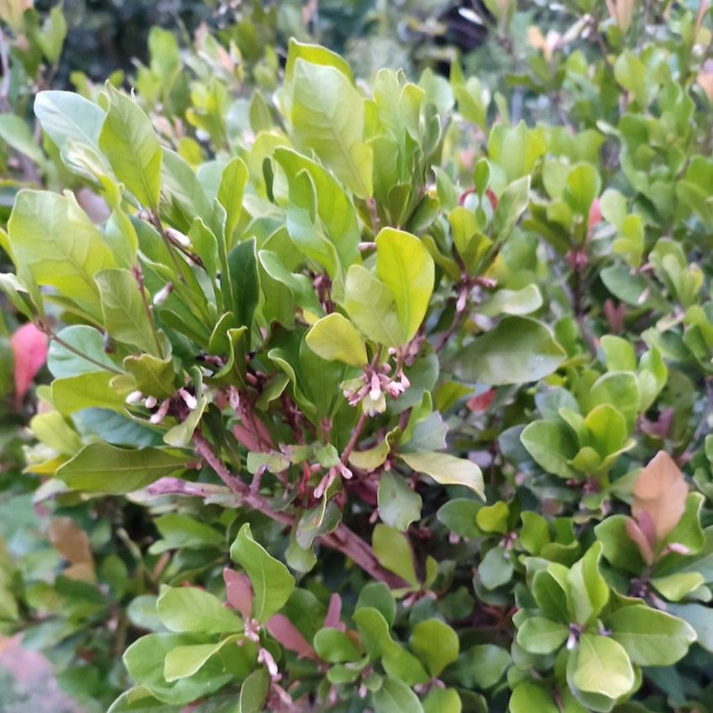 Miracle fruit shrub with dark green leaves and small red berries (view 4)