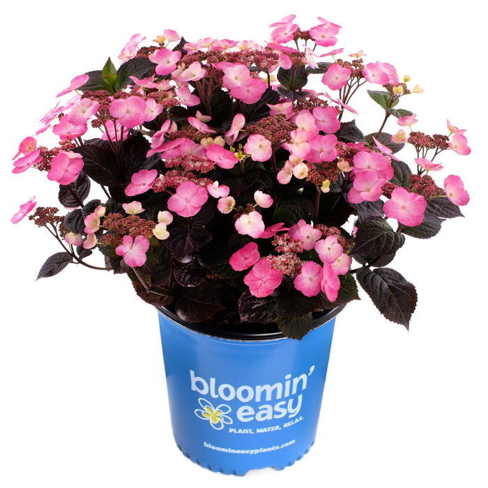Mountain Hydrangea 'Pink Dynamo'