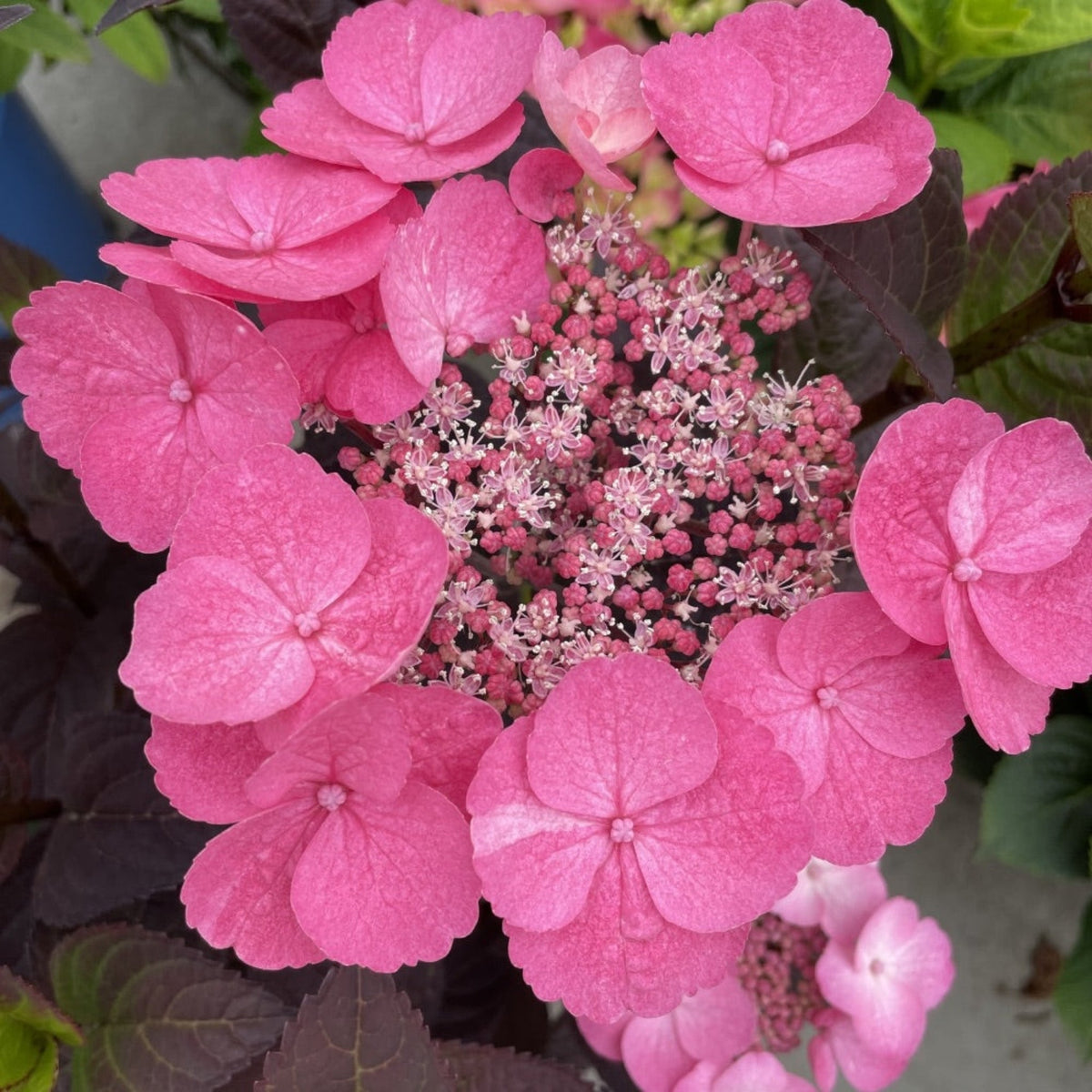 Compact hydrangea with pink lacecap flowers (view 2)