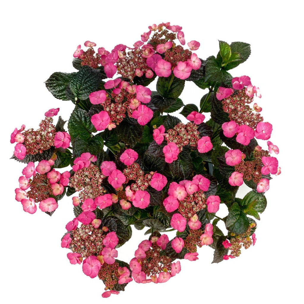 Compact hydrangea with pink lacecap flowers (view 3)