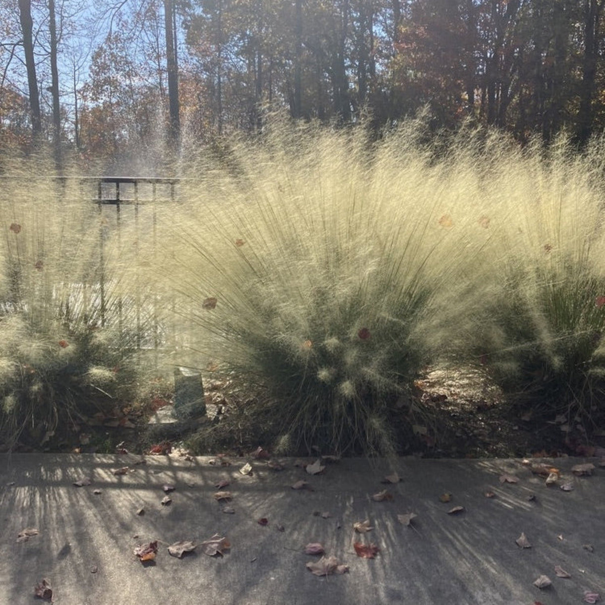 Clumps of muhly grass topped with airy white plumes