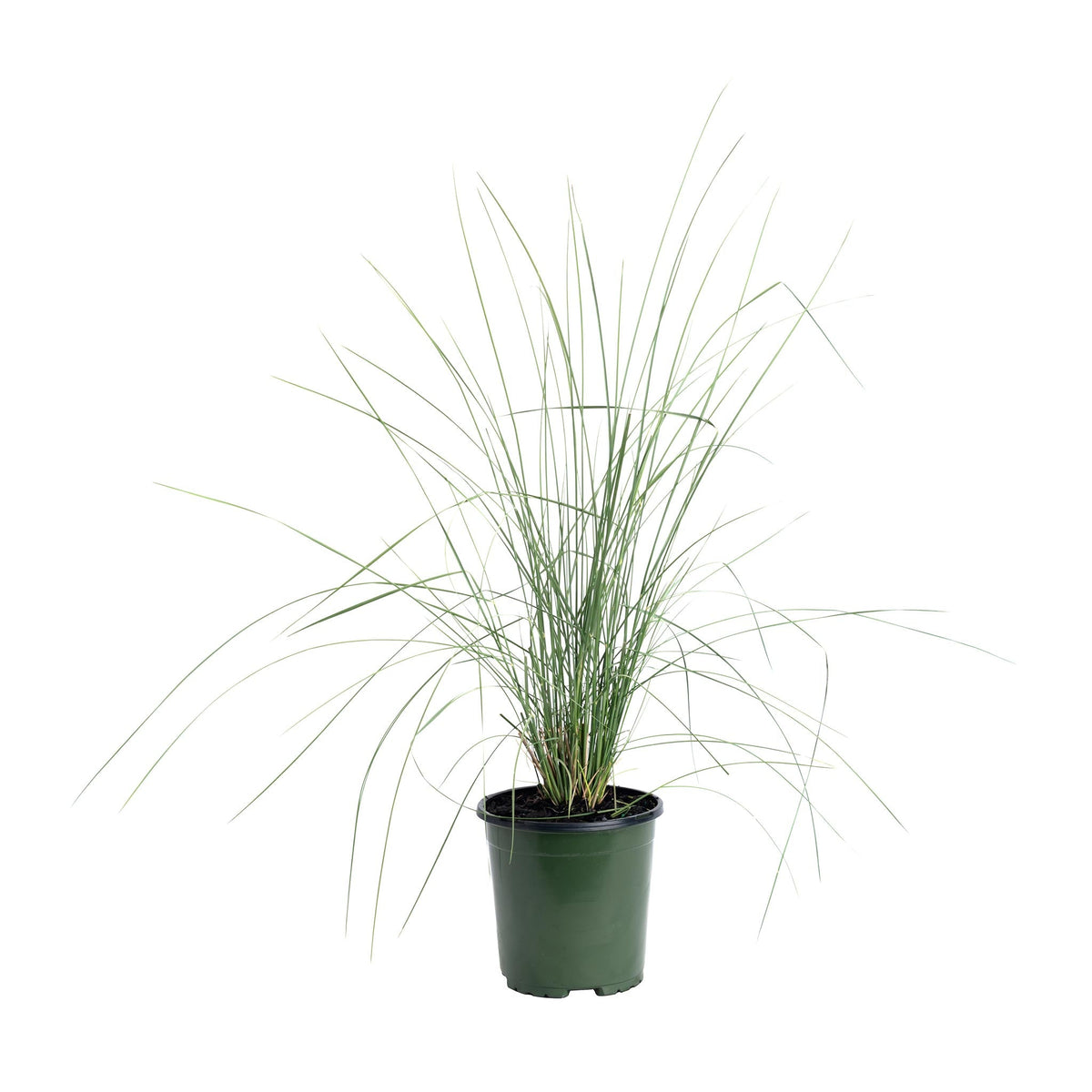 Clumps of muhly grass topped with airy white plumes (view 3)