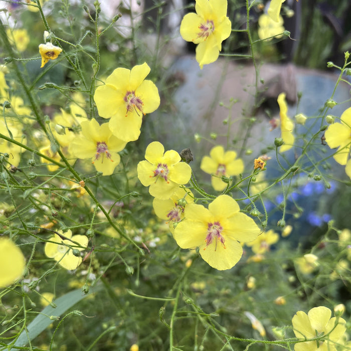 Mullein