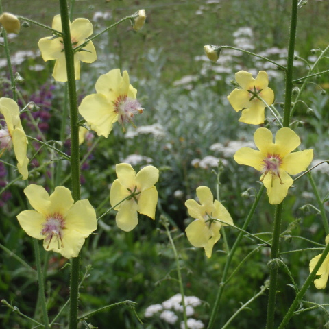 Mullein with tall, wiry branching stems dotted with small pale yellow flowers above a finely cut rosette (view 3)