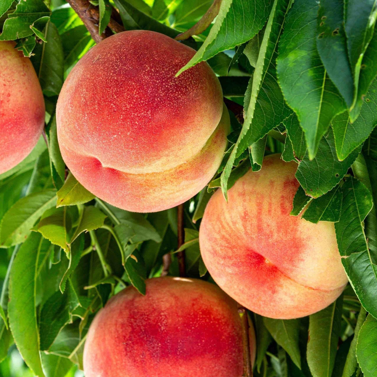Young peach tree with ripe peaches on several grafted branches