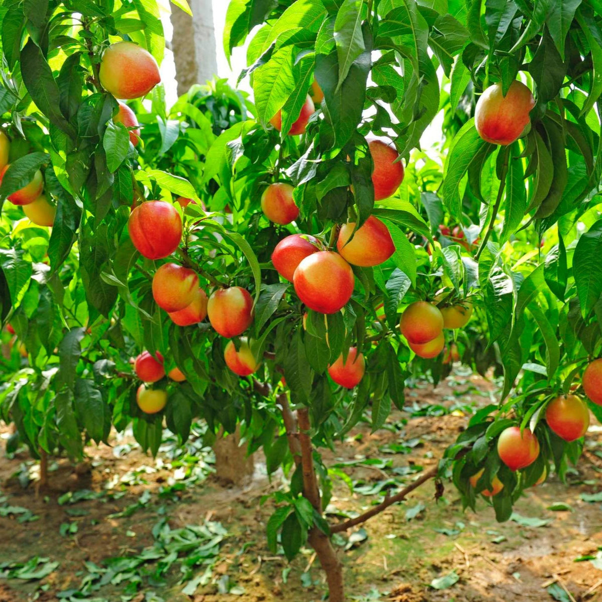 Young peach tree with ripe peaches on several grafted branches (view 2)
