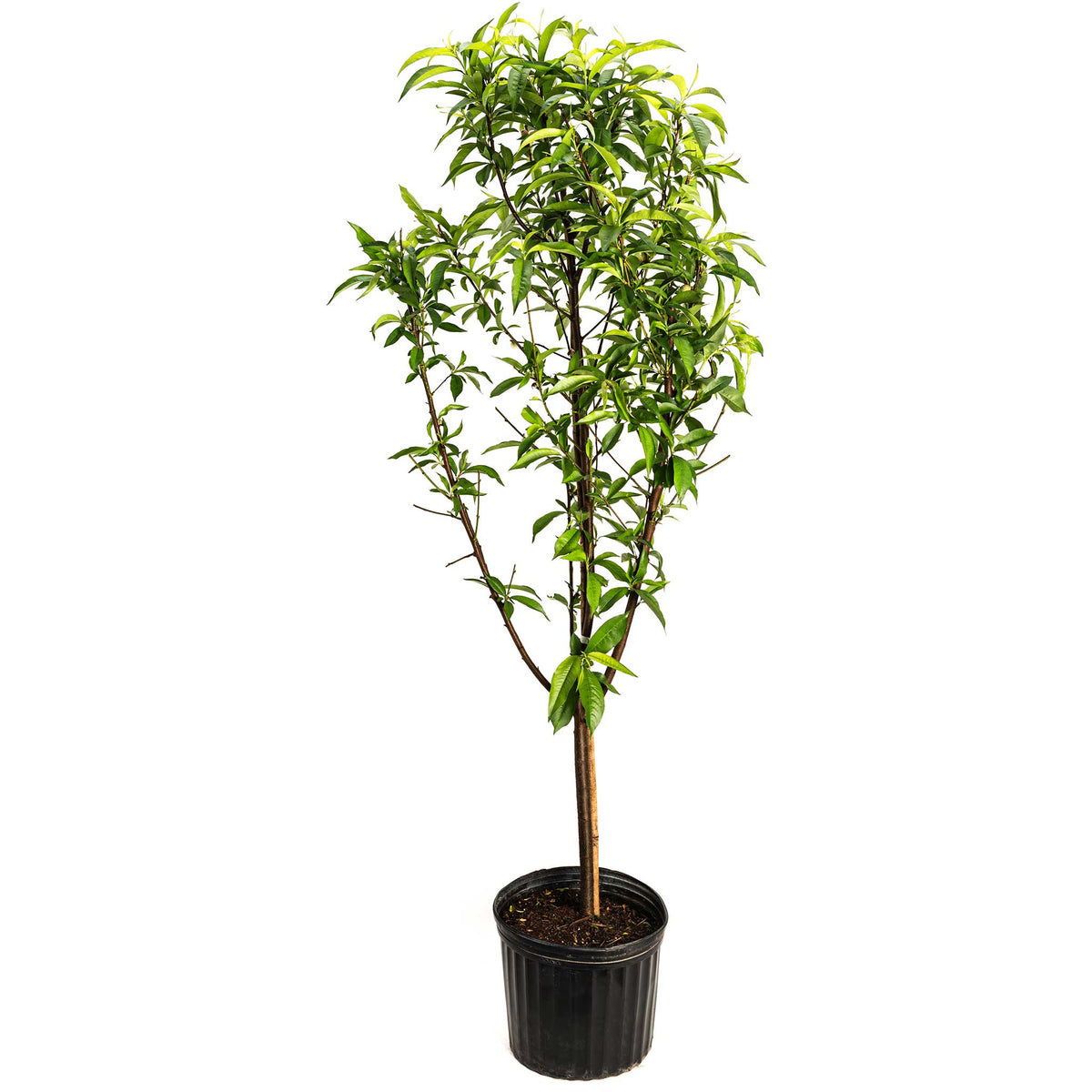 Young peach tree with ripe peaches on several grafted branches (view 3)