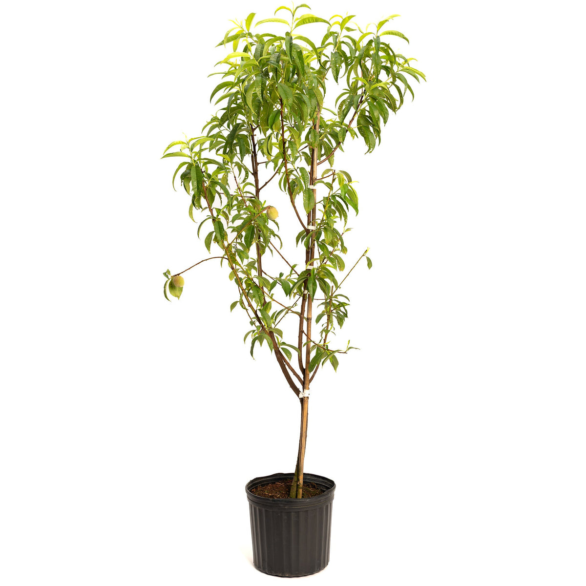 Young peach tree with ripe peaches on several grafted branches (view 4)