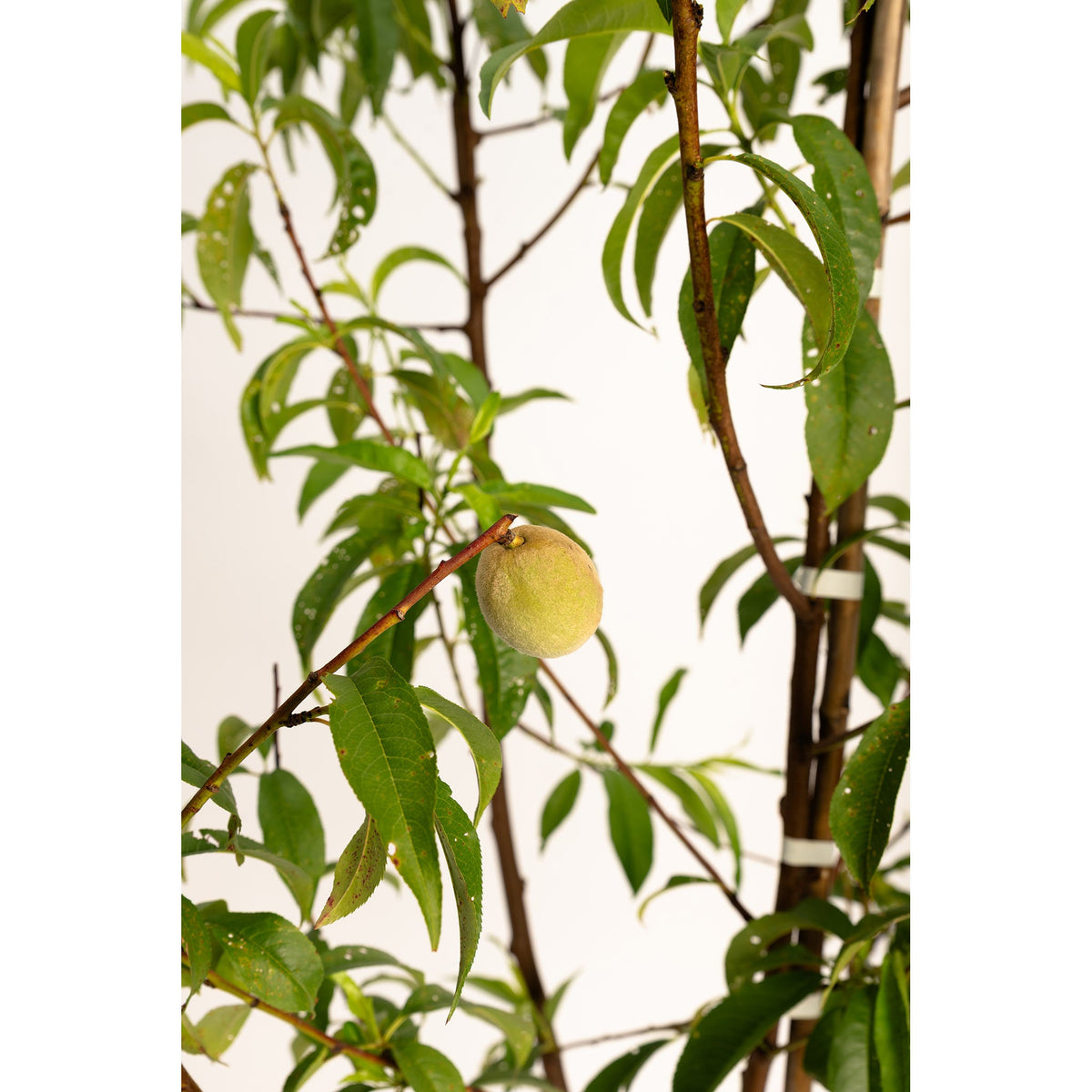 Young peach tree with ripe peaches on several grafted branches (view 5)