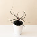 Mythic® Tentacular™