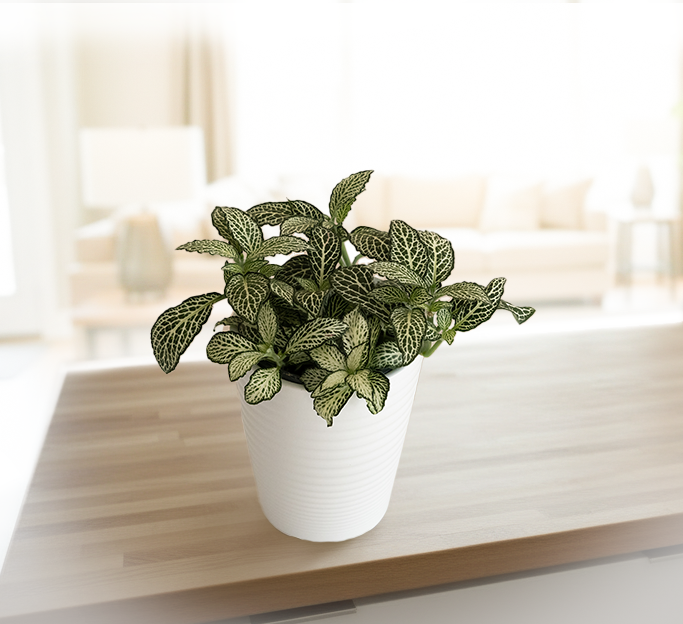 Nerve plant with small green leaves netted in white veins in a grey ceramic pot