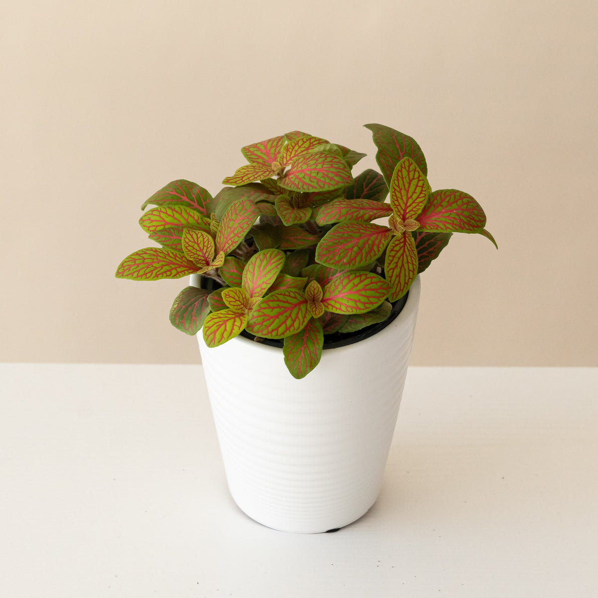 Nerve plant with lime green leaves veined coral pink in a grey ceramic pot