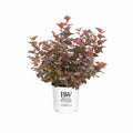 Ninebark shrub with orange and burgundy leaves