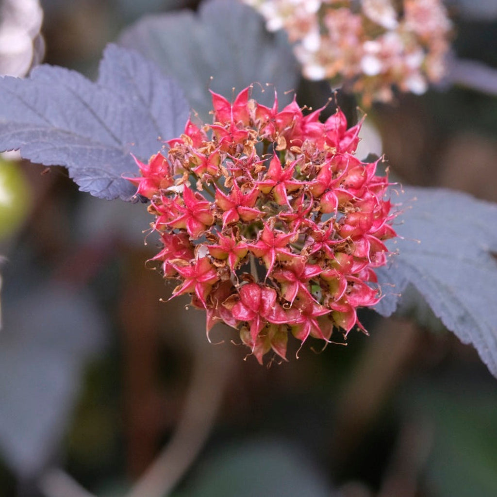 Ninebark shrub with orange and burgundy leaves (view 2)