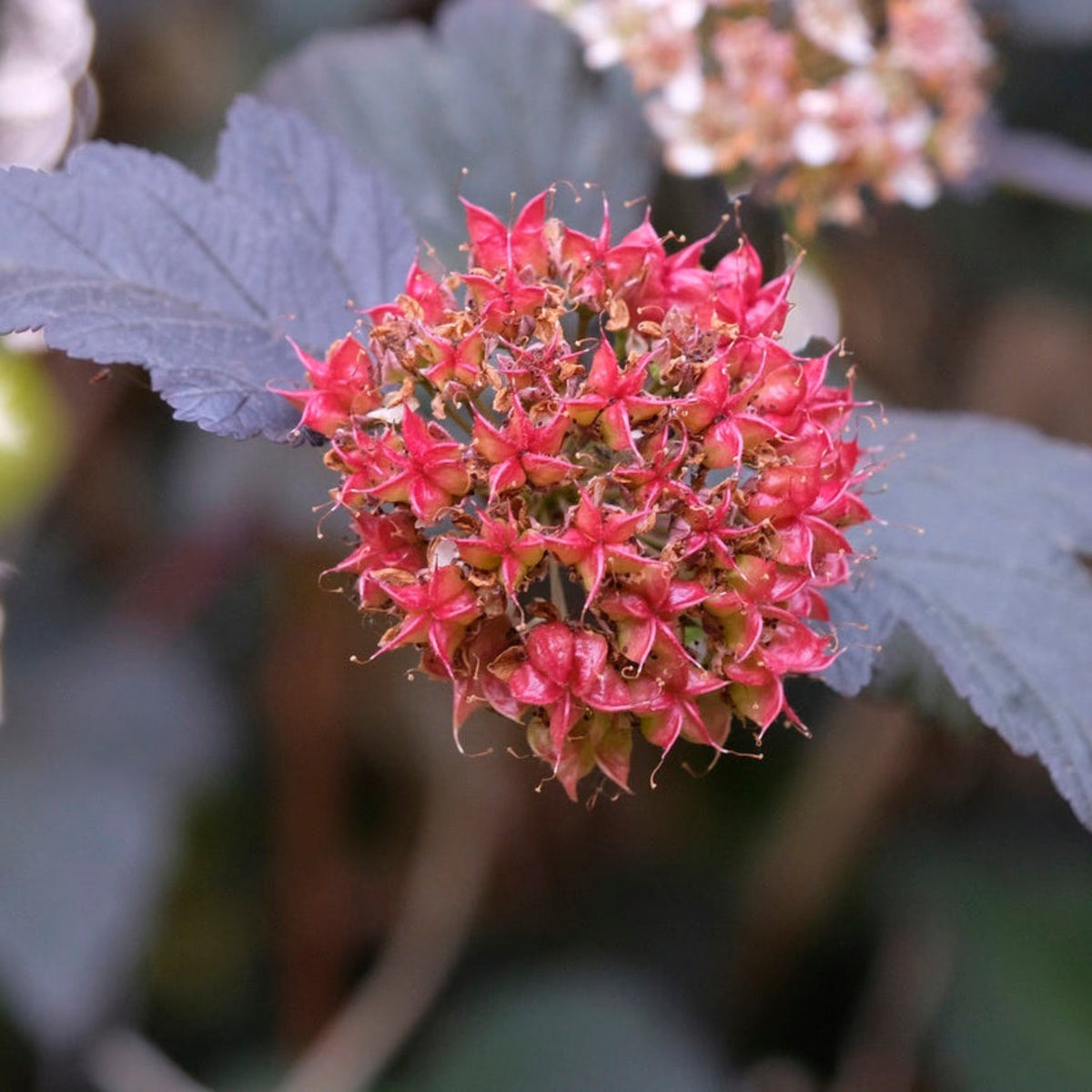 Ninebark shrub with orange and burgundy leaves (view 2)
