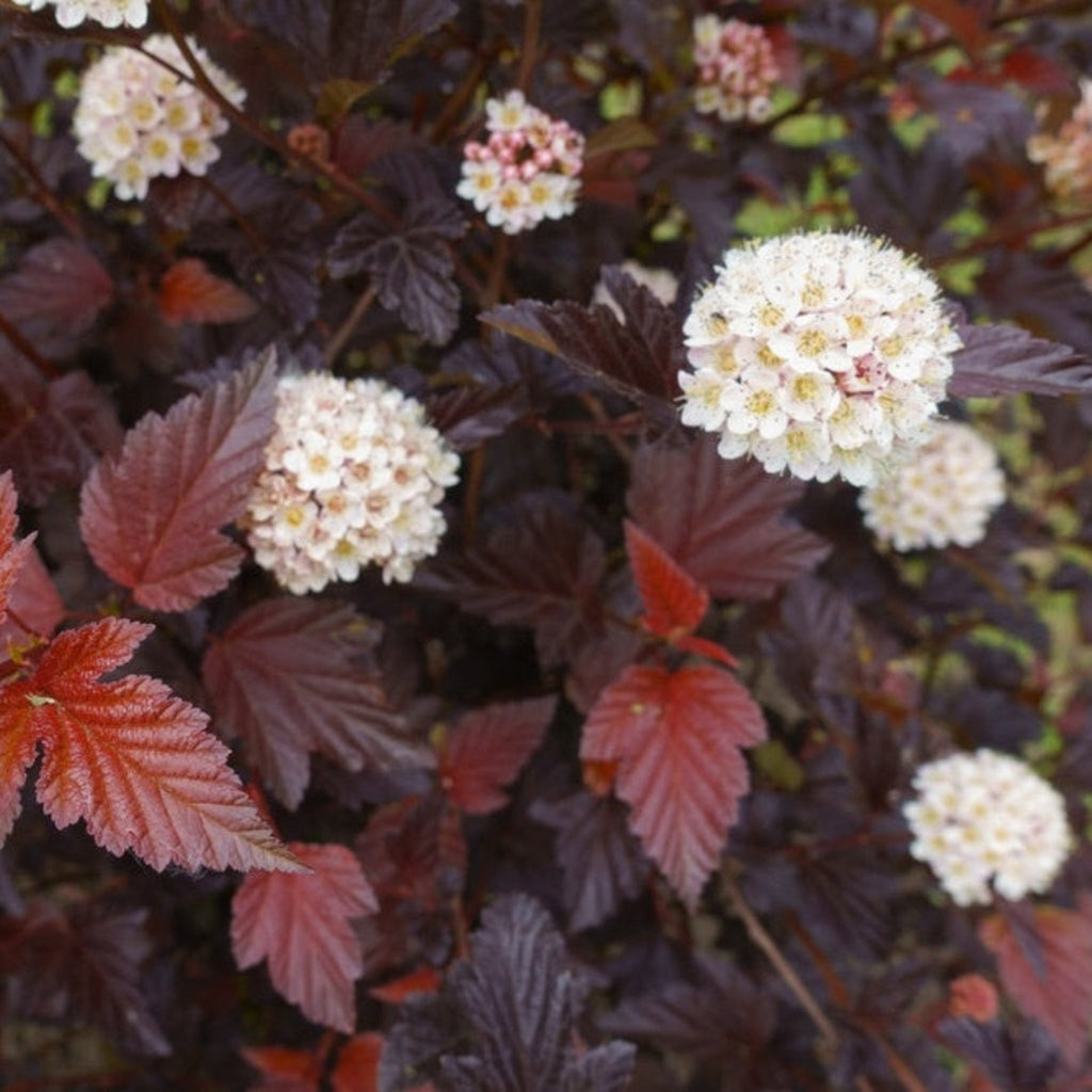 Ninebark shrub with orange and burgundy leaves (view 3)