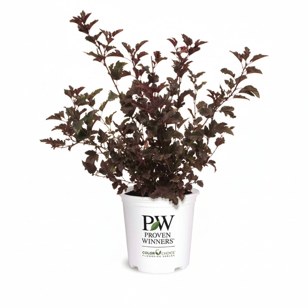 Ninebark shrub with dark wine-purple leaves and white flower clusters