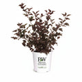 Ninebark shrub with dark wine-purple leaves and white flower clusters