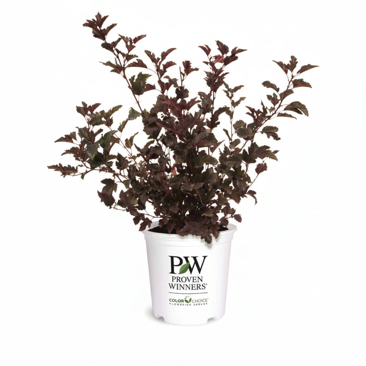 Ninebark shrub with dark wine-purple leaves and white flower clusters