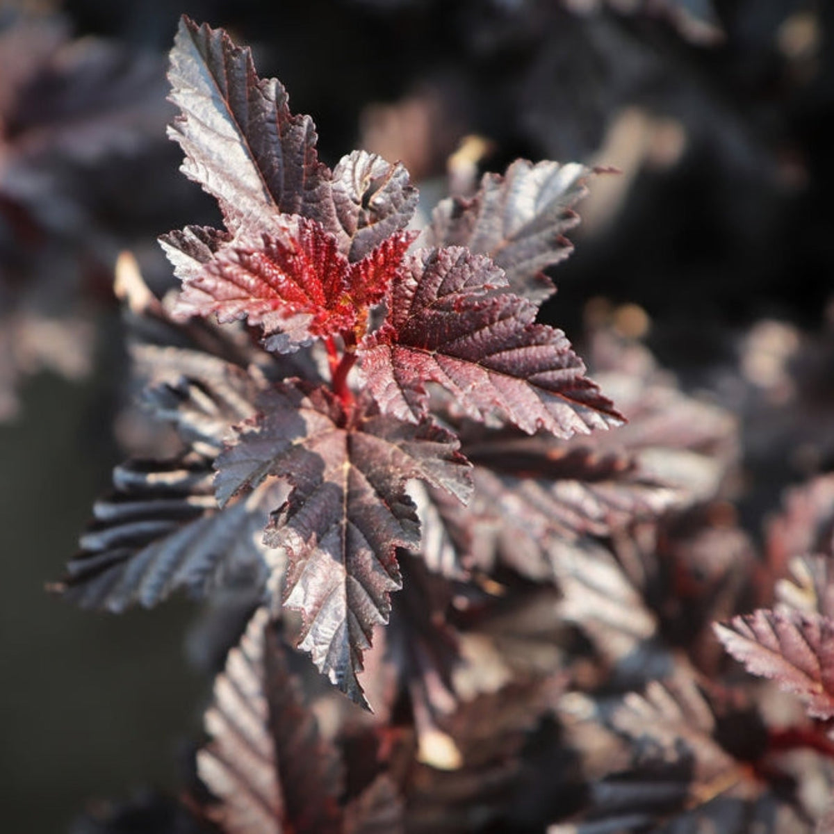 Ninebark shrub with dark wine-purple leaves and white flower clusters (view 3)