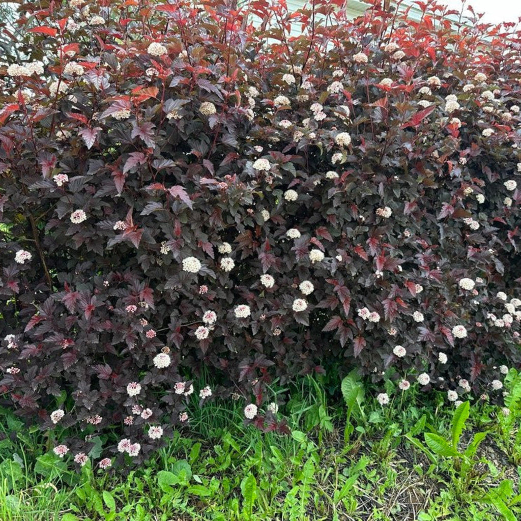 Ninebark shrub with dark wine-purple leaves and white flower clusters (view 4)