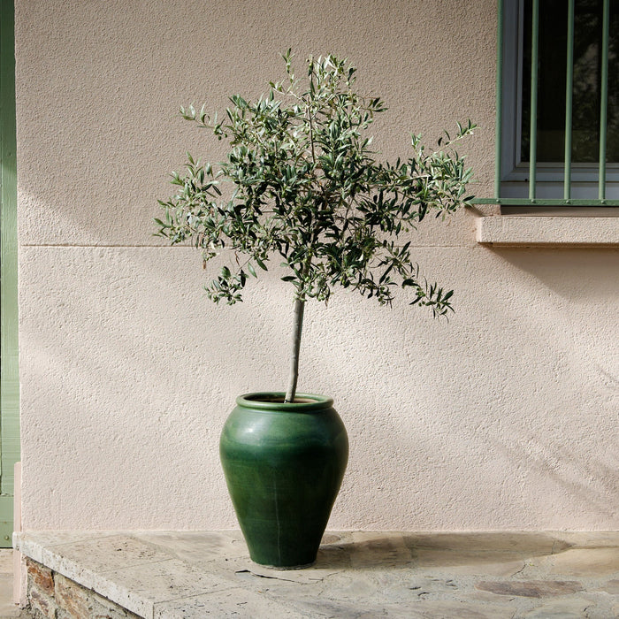 Olive Tree 'Arbequina'