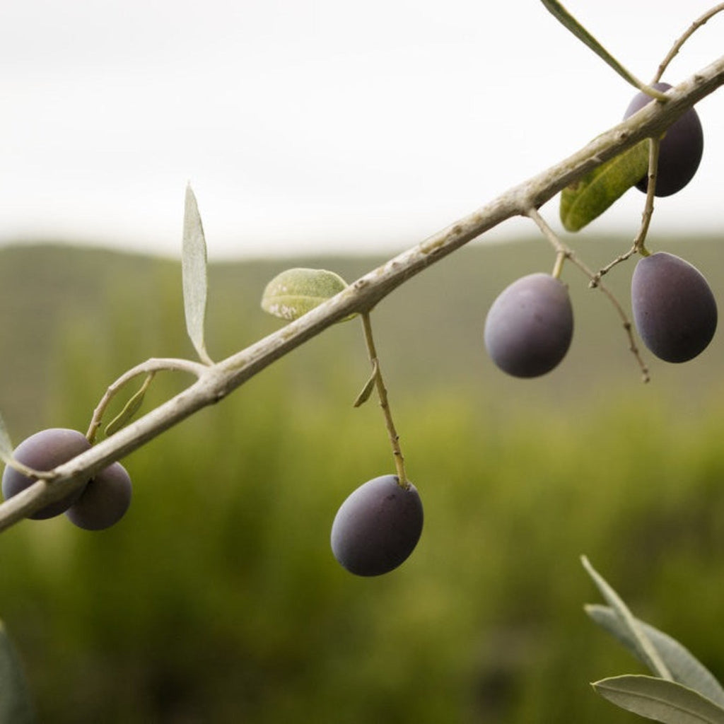 Young olive tree with narrow silvery-green leaves
