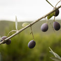 Young olive tree with narrow silvery-green leaves