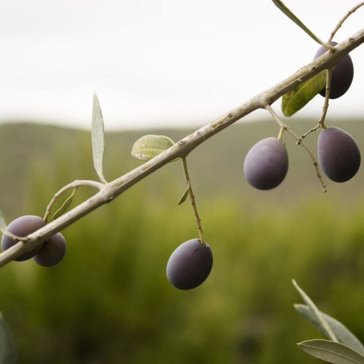Young olive tree with narrow silvery-green leaves