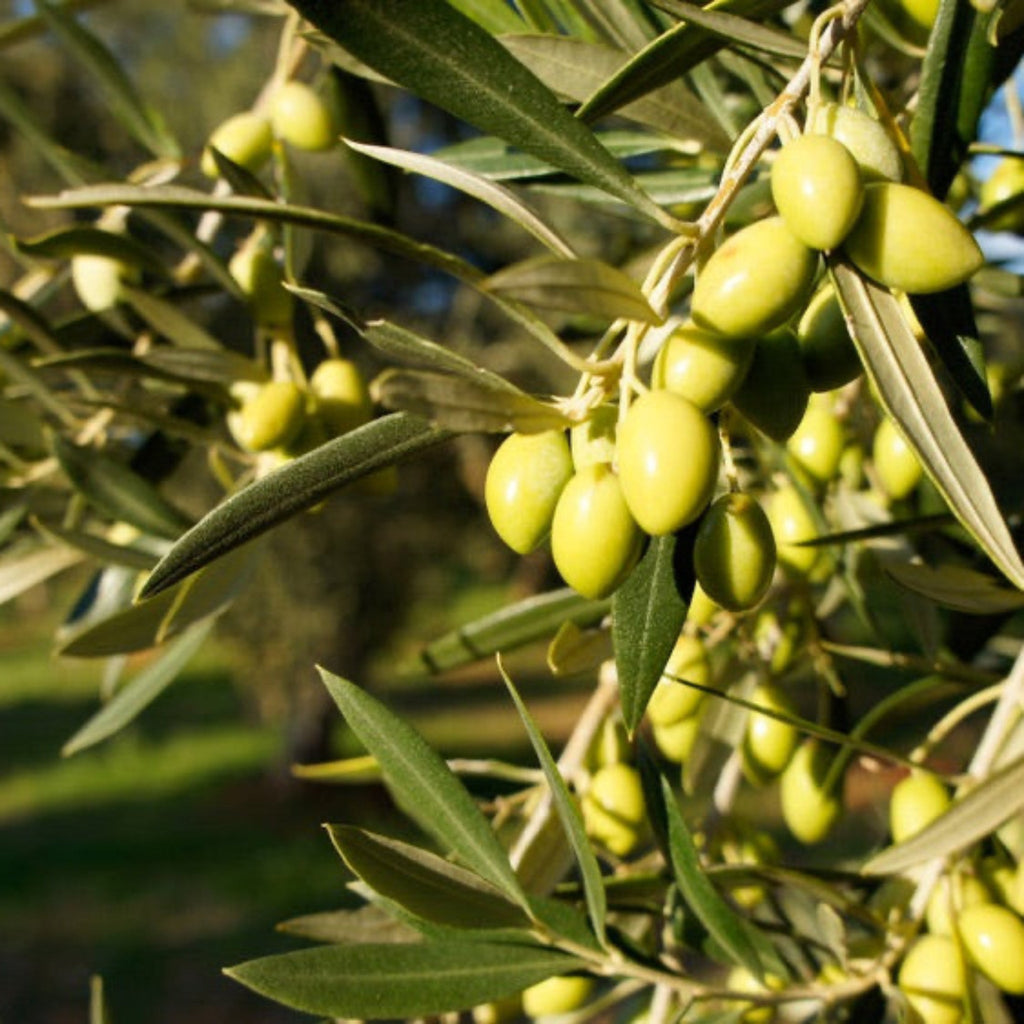 Olive tree with narrow silver-green leaves and dense branches (view 2)