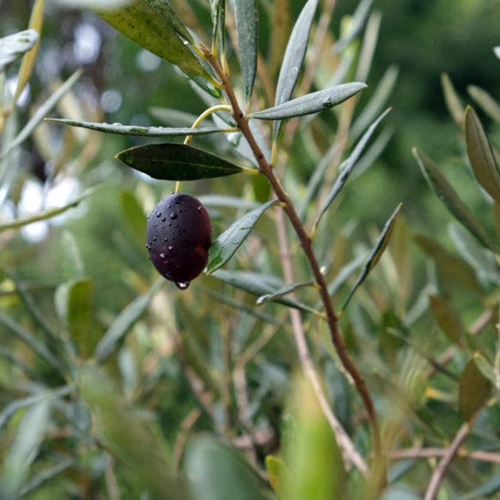Olive Tree 'Mission'